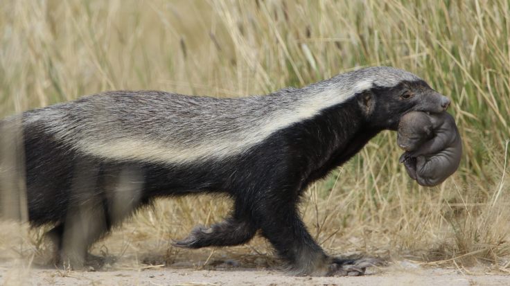 Honey badger, Mellivora capensis, carrying young pup in her mout