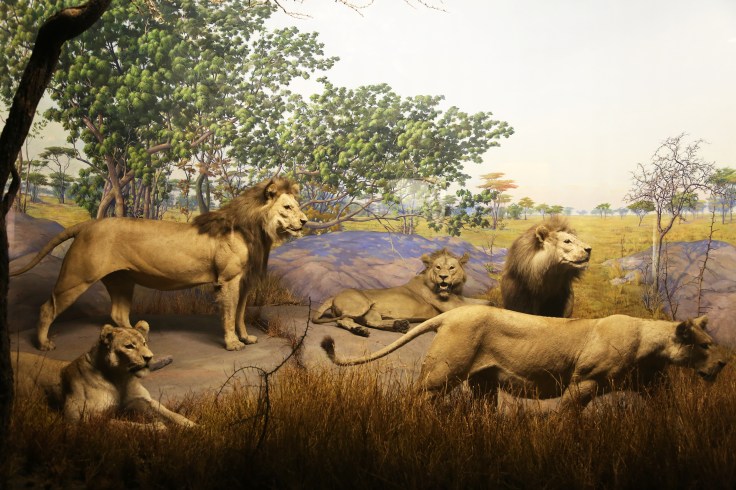 Welcome to the Lion’s&nbsp;Den